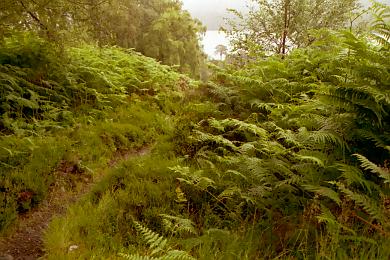 Glen Landscape